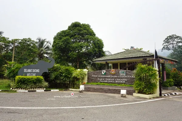 Kuala Gandah Elephant Conservation Centre Day Tour