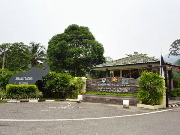 Kuala Gandah Elephant Conservation Centre Day Tour