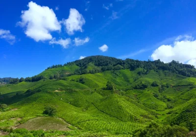 Cameron Highlands Day Tour from Kuala Lumpur