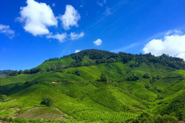 Cameron Highlands Day Tour from Kuala Lumpur
